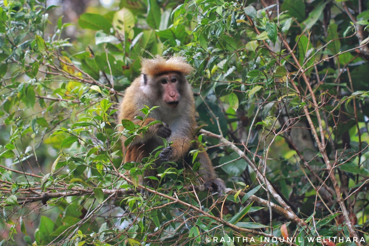 Macaca sinica Linnaeus, 1771
